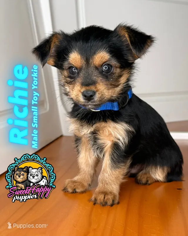 Richie – Yorkshire Terrier puppy for sale in Victorville, CA