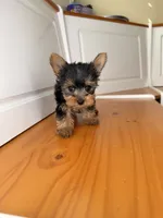 Chad, a male Yorkshire Terrier for sale in Victorville, CA – 2 of 4