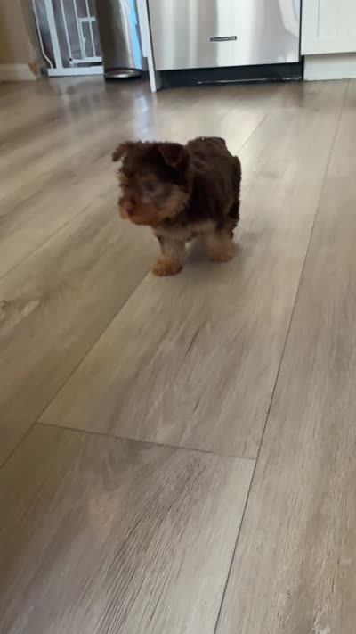 Mocha, a female Yorkshire Terrier for sale in Victorville, CA – 3 of 3