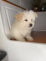 Steve, a male Poochon for sale in Victorville, CA – 6 of 7