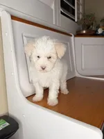 Marcos, a male Maltipoo for sale in Victorville, CA – 6 of 9