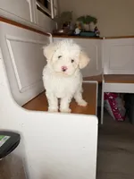 Marcos, a male Maltipoo for sale in Victorville, CA – 7 of 9