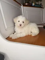 Marcos, a male Maltipoo for sale in Victorville, CA – 9 of 9