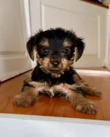 Daisy, a female Yorkshire Terrier for sale in Victorville, CA – 6 of 6