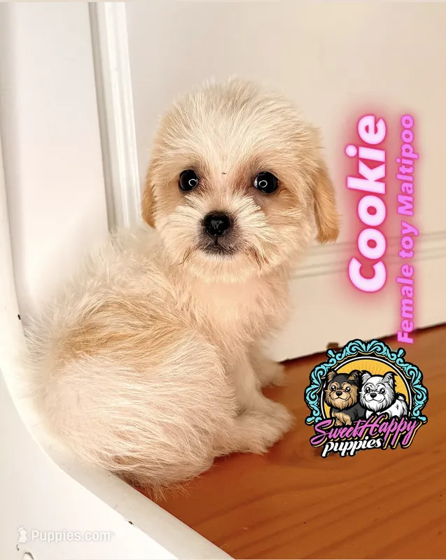 Cookie (Toy Maltipoo) – Maltipoo puppy for sale in Victorville, CA