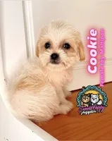 Cookie (Toy Maltipoo), a female Maltipoo for sale in Victorville, CA – 1 of 1