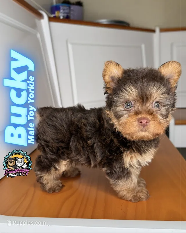 Bucky – Yorkshire Terrier puppy for sale in Victorville, CA