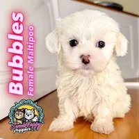 Bubbles, a female Maltipoo for sale in Victorville, CA – 1 of 1