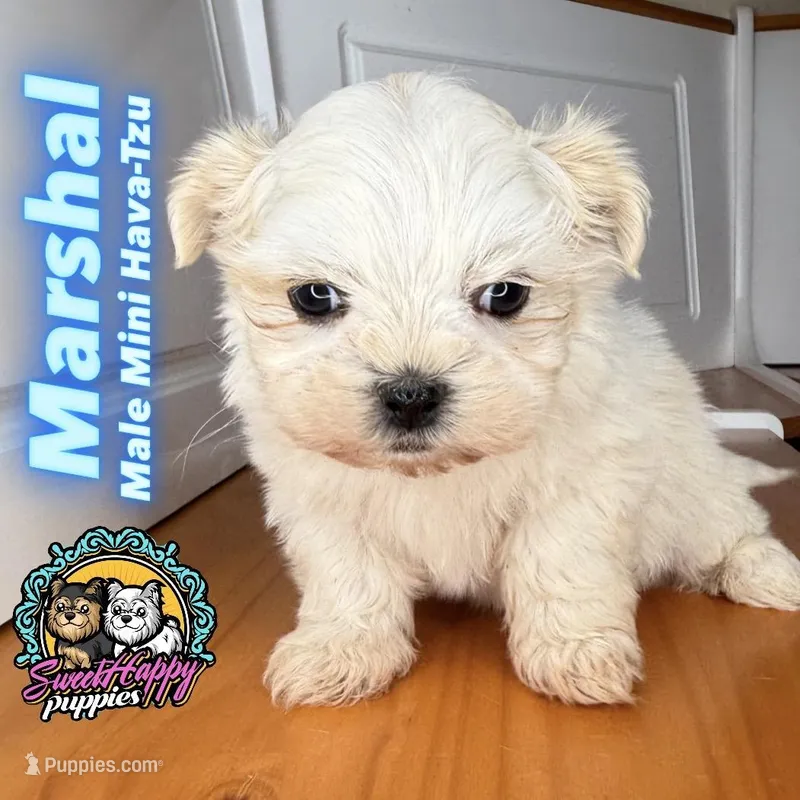 Marshal – Havanese, Shih Tzu puppy for sale in Victorville, CA
