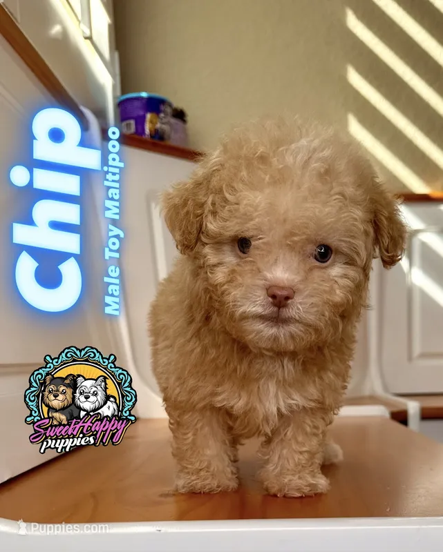 Chip – Maltipoo puppy for sale in Victorville, CA