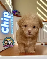 Chip, a male Maltipoo for sale in Victorville, CA – 1 of 1