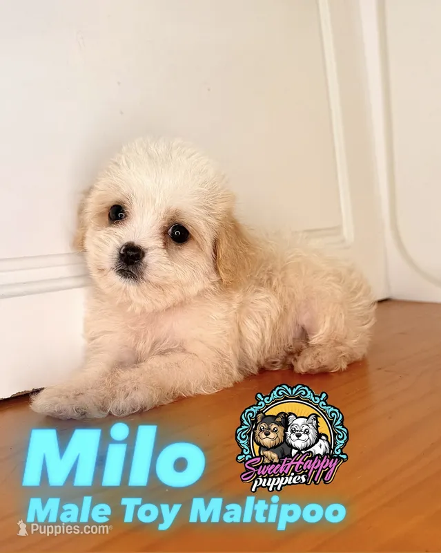 Milo – Maltipoo puppy for sale in Victorville, CA