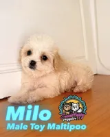 Milo, a male Maltipoo for sale in Victorville, CA – 1 of 1