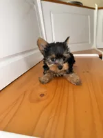 Chad, a male Yorkshire Terrier for sale in Victorville, CA – 4 of 4