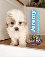 Jeremy, a male Maltipoo for sale in Victorville, CA – 2 of 3