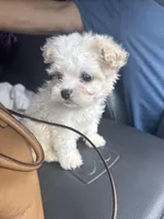 Raya, a female Maltipoo for sale in Victorville, CA – 1 of 1