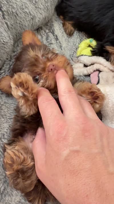 Bucky, a male Yorkshire Terrier for sale in Victorville, CA – 4 of 4