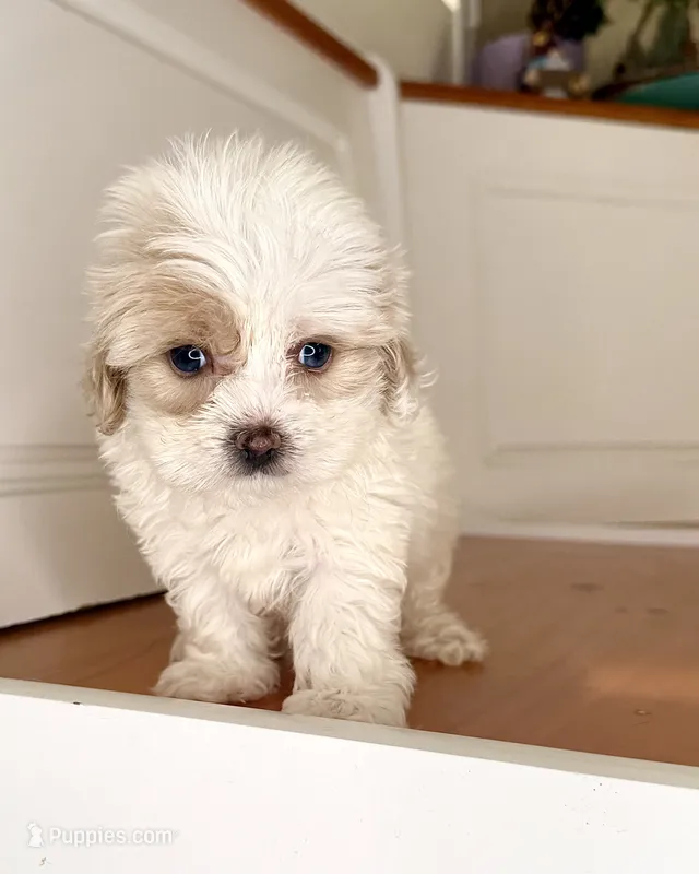 Jeremy – Maltipoo puppy for sale in Victorville, CA