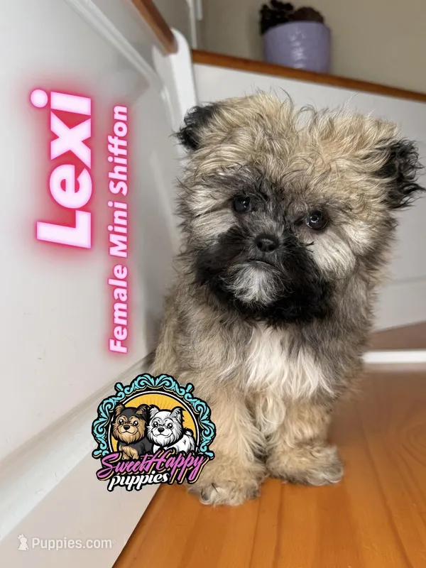 Lexi – Shih Tzu, Brussels Griffon puppy for sale in Victorville, CA