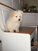 Steve, a male Poochon for sale in Victorville, CA – 7 of 7