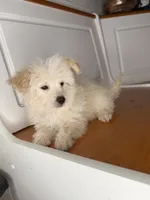 Steve, a male Poochon for sale in Victorville, CA – 3 of 7