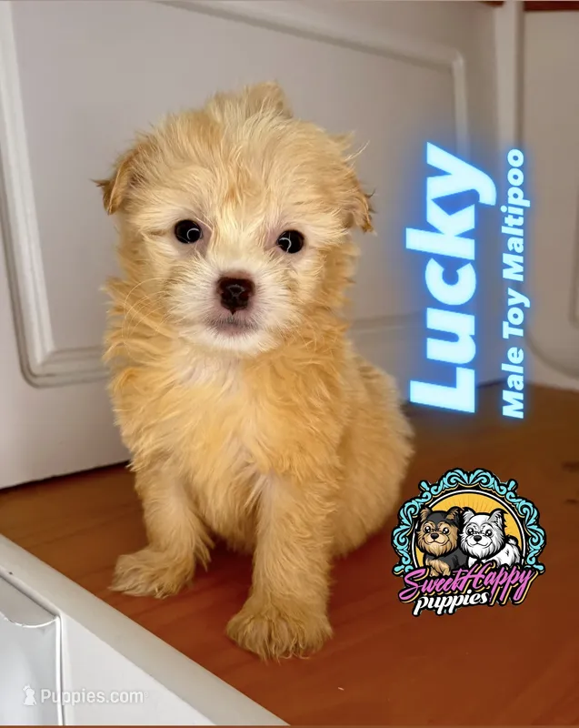 Lucky – Maltipoo puppy for sale in Victorville, CA