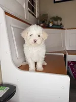 Marcos, a male Maltipoo for sale in Victorville, CA – 5 of 9
