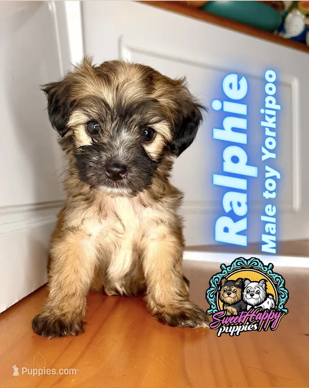 Ralphie – Yorkipoo puppy for sale in Victorville, CA