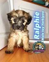 Ralphie, a male Yorkipoo for sale in Victorville, CA – 1 of 1
