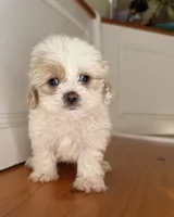 Jeremy, a male Maltipoo for sale in Victorville, CA – 3 of 3