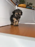 Scrappy, a female Yorkipoo for sale in Victorville, CA – 3 of 5