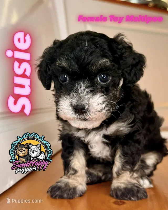 Susie – Maltipoo puppy for sale in Victorville, CA