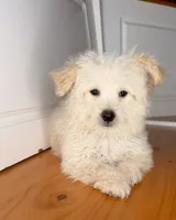 Steve, a male Poochon for sale in Victorville, CA – 4 of 7