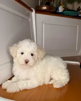 Marcos, a male Maltipoo for sale in Victorville, CA – 2 of 9
