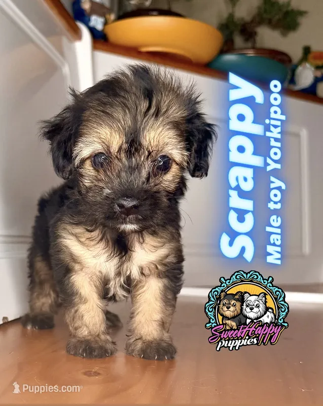 Scrappy – Yorkipoo puppy for sale in Victorville, CA