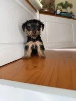 Daisy, a female Yorkshire Terrier for sale in Victorville, CA – 3 of 6