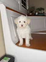 Marcos, a male Maltipoo for sale in Victorville, CA – 4 of 9