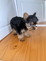 Chad, a male Yorkshire Terrier for sale in Victorville, CA – 3 of 4