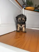 Scrappy, a female Yorkipoo for sale in Victorville, CA – 5 of 5