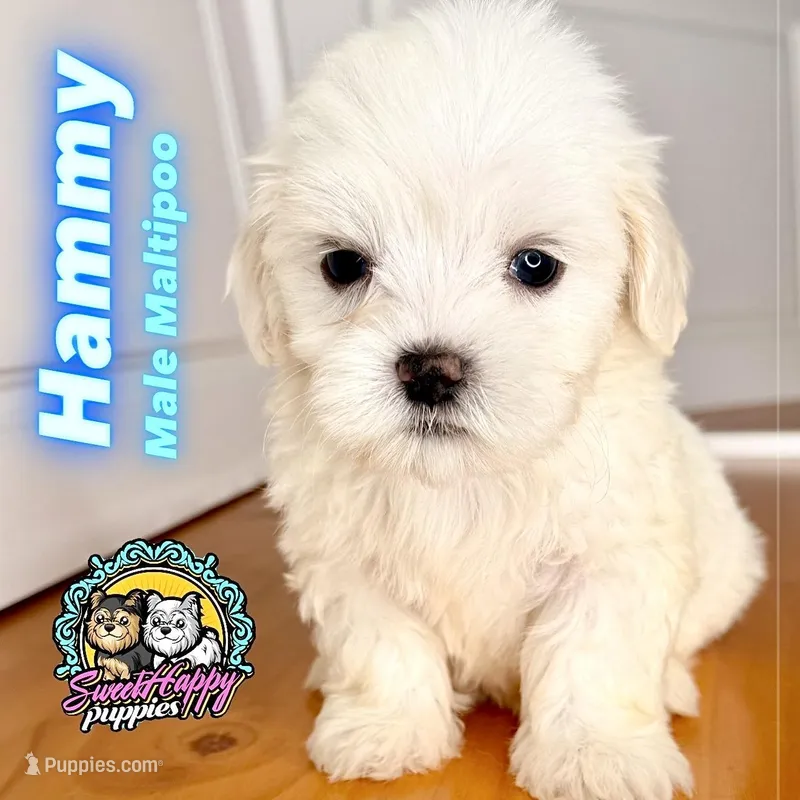 Hammy – Maltipoo puppy on hold in Victorville, CA