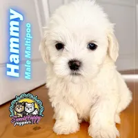 Hammy, a male Maltipoo for sale in Victorville, CA – 1 of 1