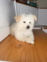 Steve, a male Poochon for sale in Victorville, CA – 5 of 7
