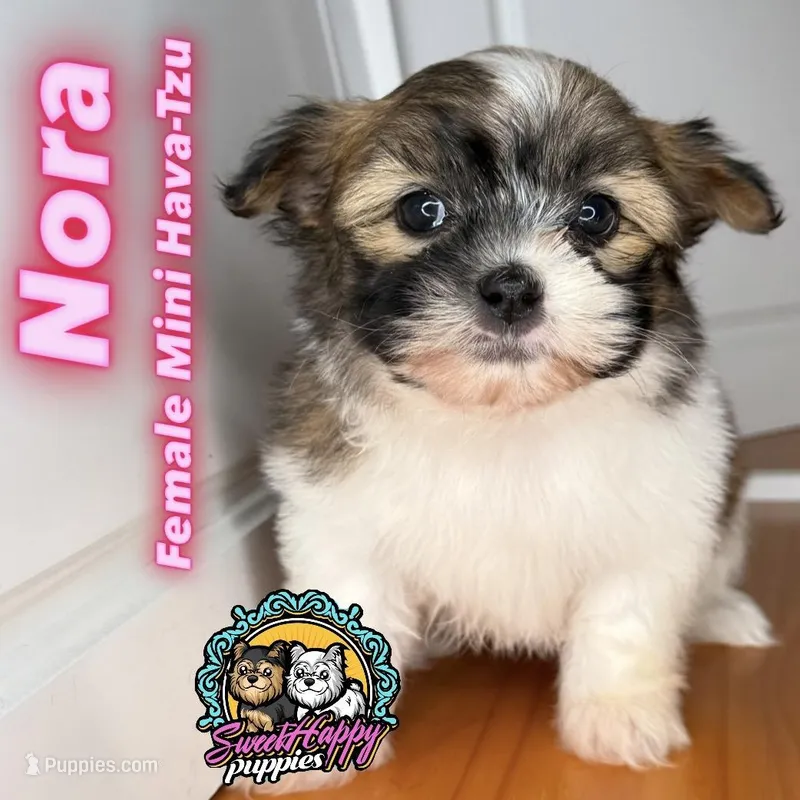 Nora – Havanese, Shih Tzu puppy for sale in Victorville, CA