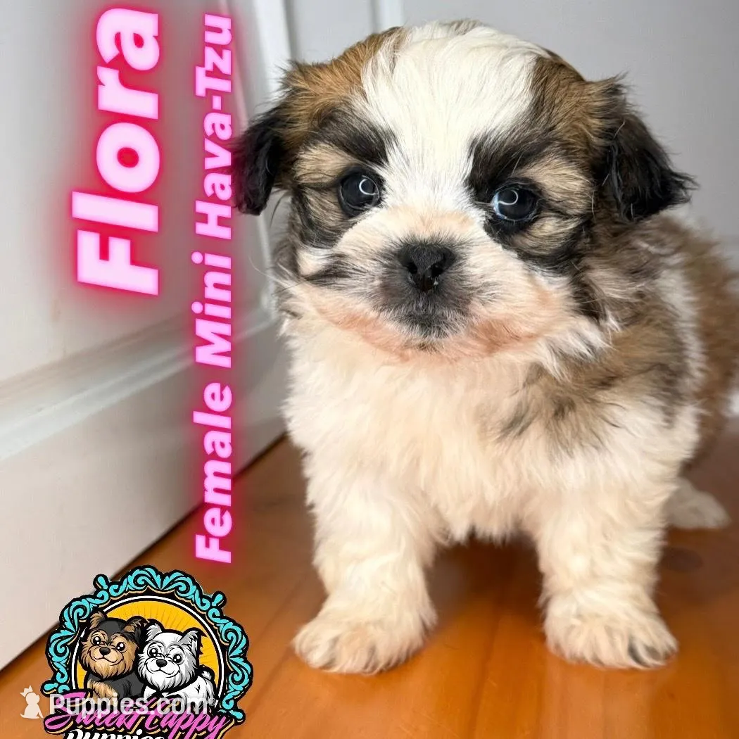 Flora – Havanese, Shih Tzu puppy for sale in Victorville, CA
