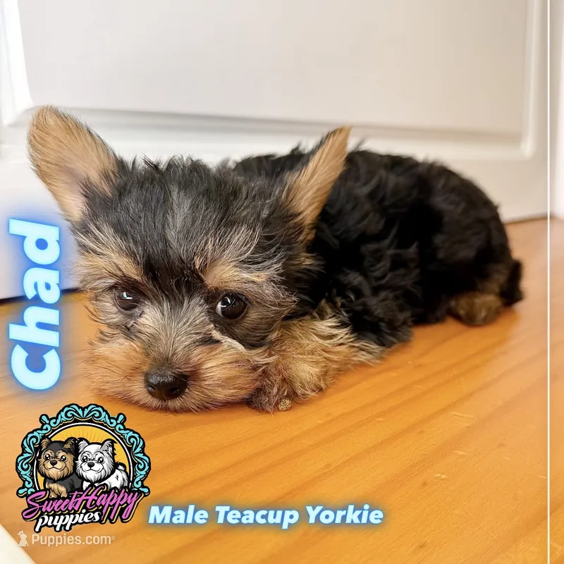 Chad – Yorkshire Terrier puppy for sale in Victorville, CA