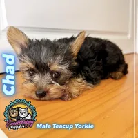 Chad, a male Yorkshire Terrier for sale in Victorville, CA – 1 of 4