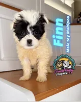 Finn, a male Maltipoo for sale in Victorville, CA – 1 of 1