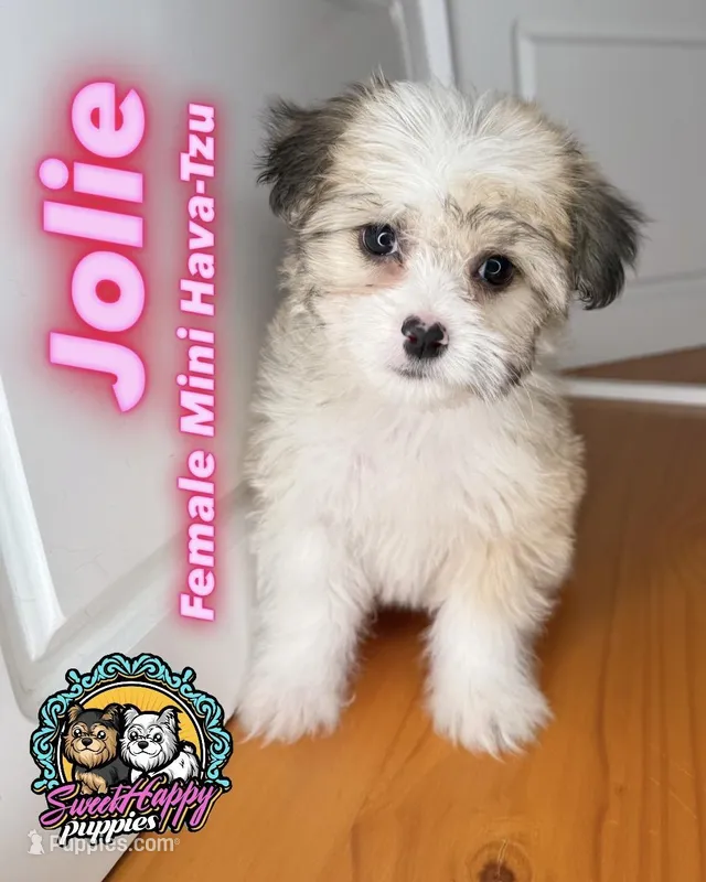 Jollie – Havanese, Shih Tzu puppy for sale in Victorville, CA