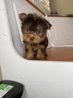 Bella, a female Yorkshire Terrier for sale in Victorville, CA – 4 of 5