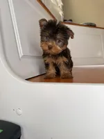 Bella, a female Yorkshire Terrier for sale in Victorville, CA – 3 of 5
